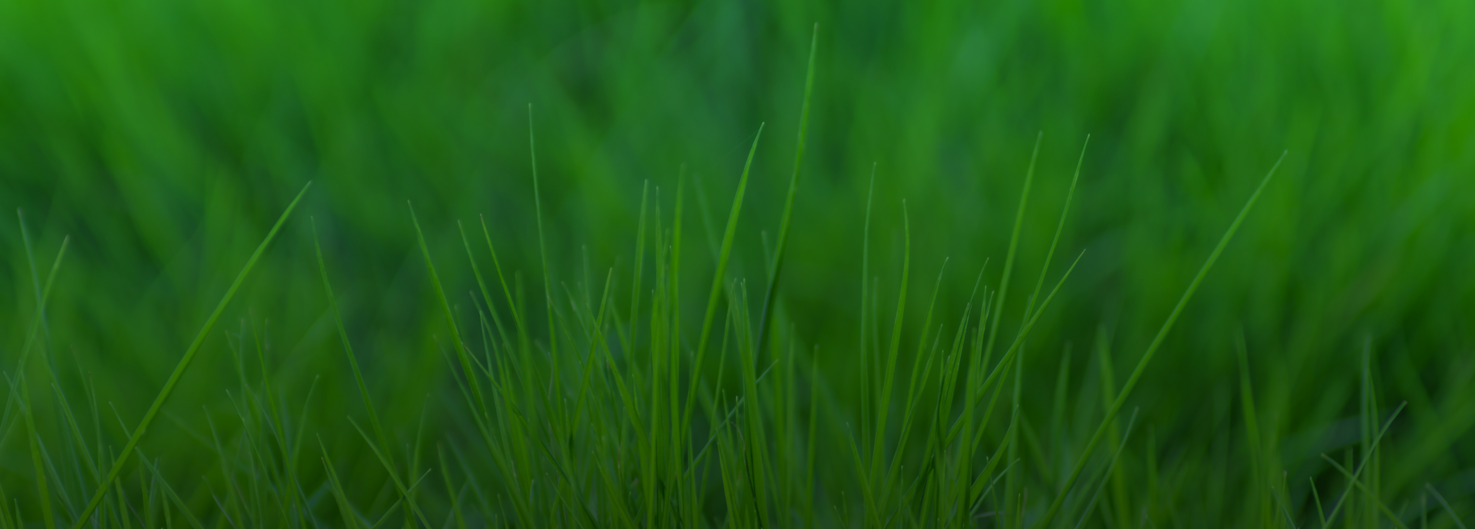 Lawn Builder BG Text In About Page